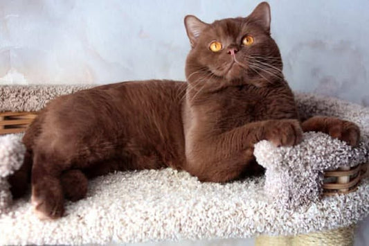 British Shorthair