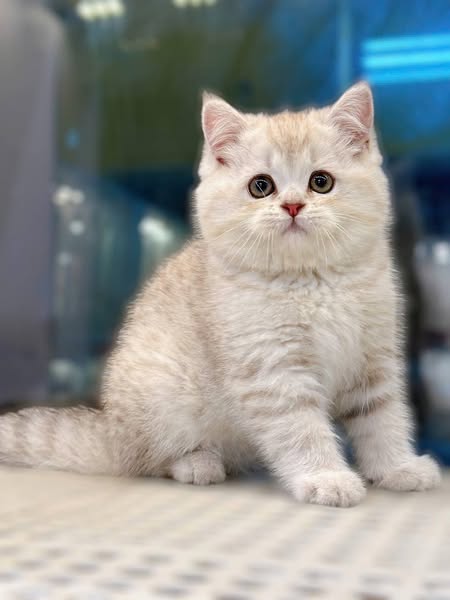 British Shorthair
