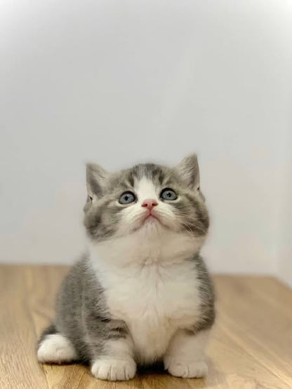 Munchkin