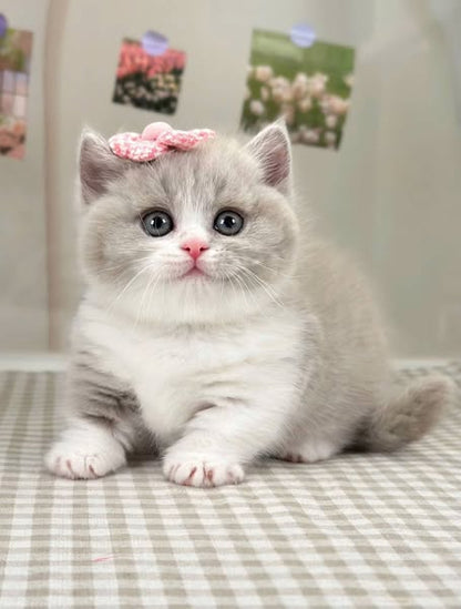 Munchkin