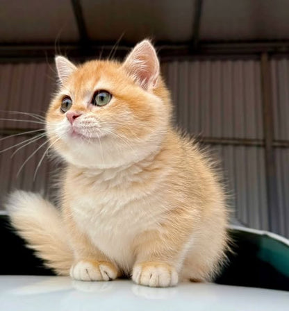 Munchkin
