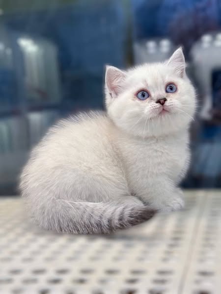 Munchkin
