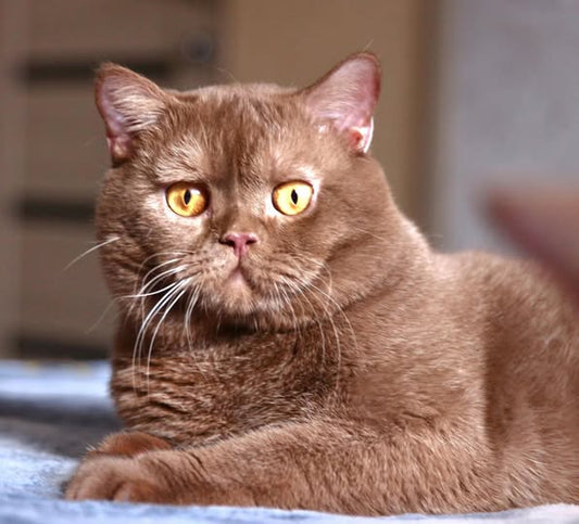 British Shorthair