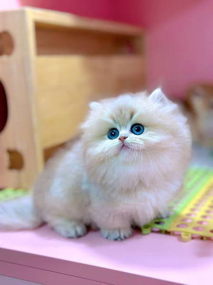 British Shorthair