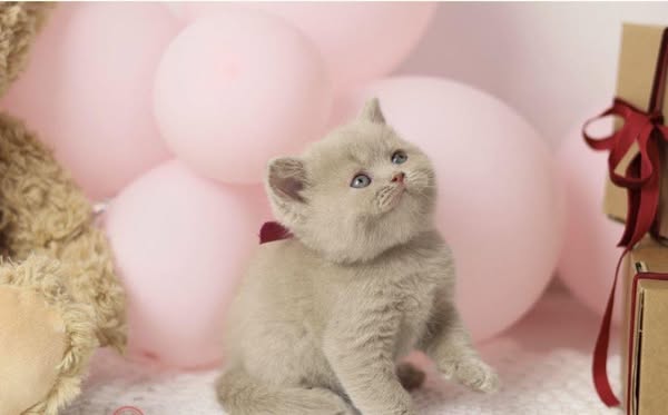 British Shorthair