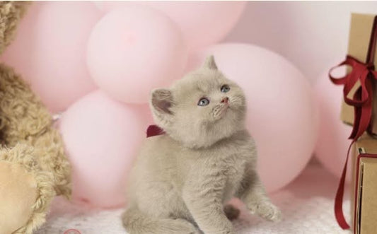British Shorthair