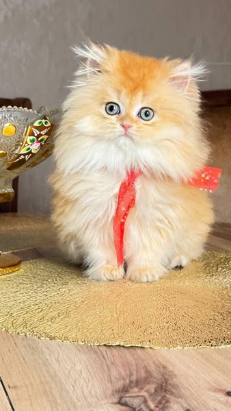 Munchkin Longhair