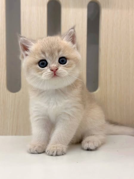 British Shorthair