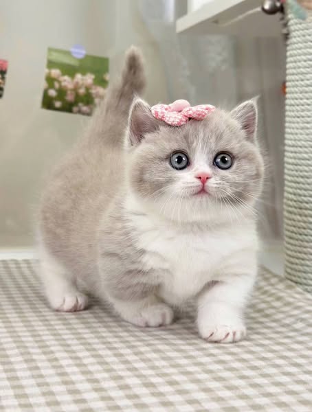 Munchkin