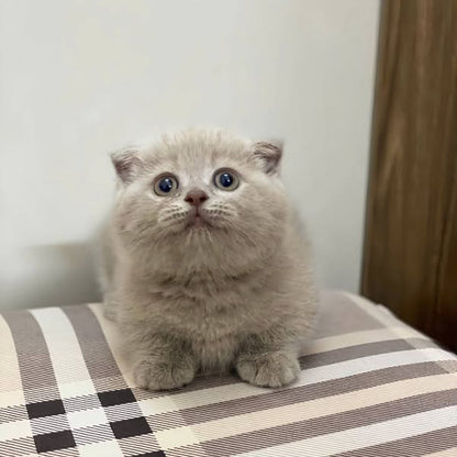 Munchkin