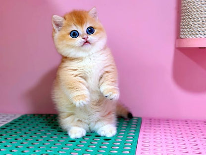 Munchkin