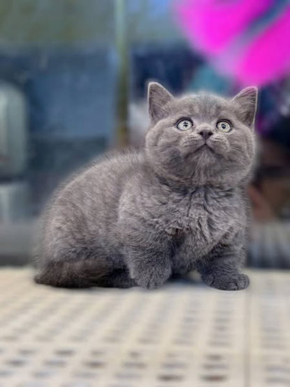 Munchkin