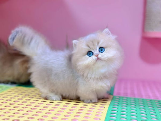 British Shorthair