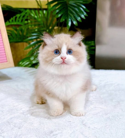 Ragdoll
