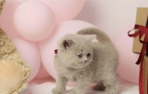 British Shorthair