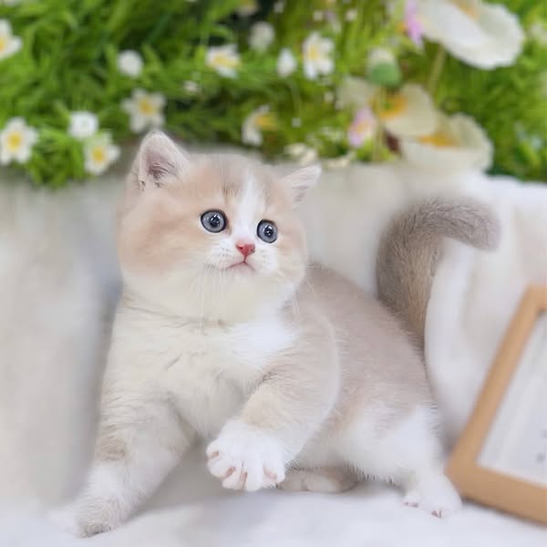 British Shorthair