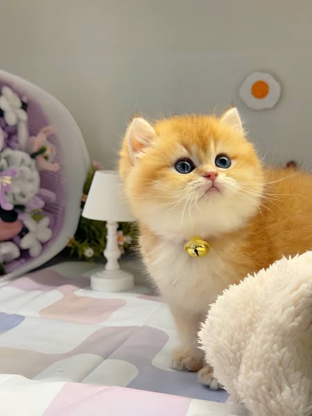 British Shorthair