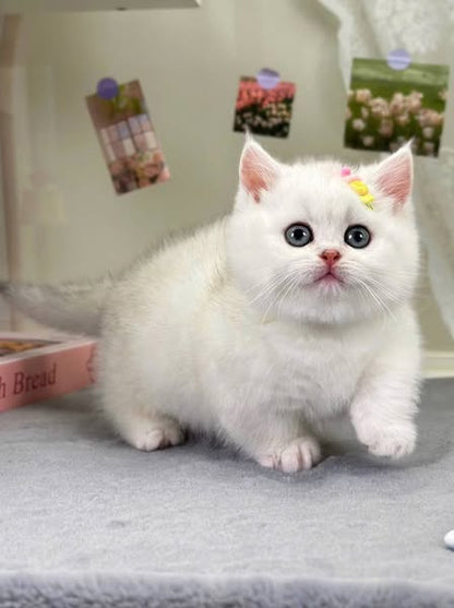 Munchkin