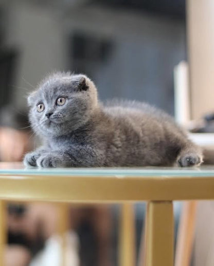 Munchkin Fold