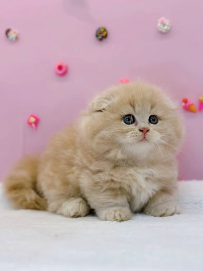 Munchkin Fold Longhair