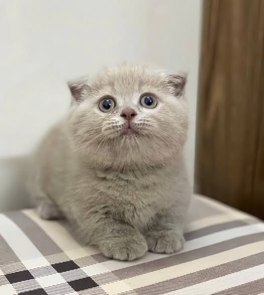 Munchkin