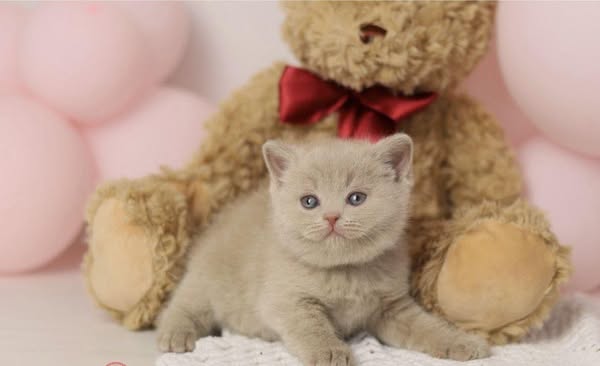 British Shorthair