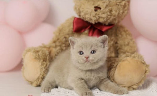 British Shorthair