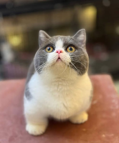 Munchkin