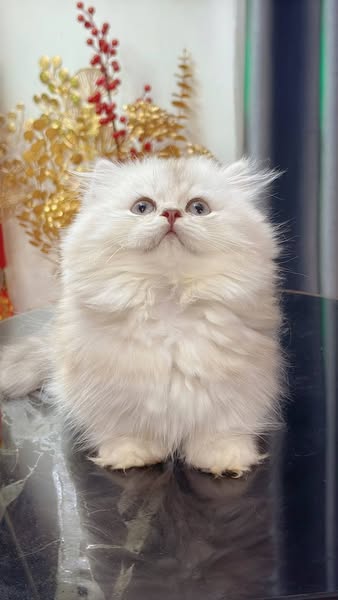 Munchkin Longhair