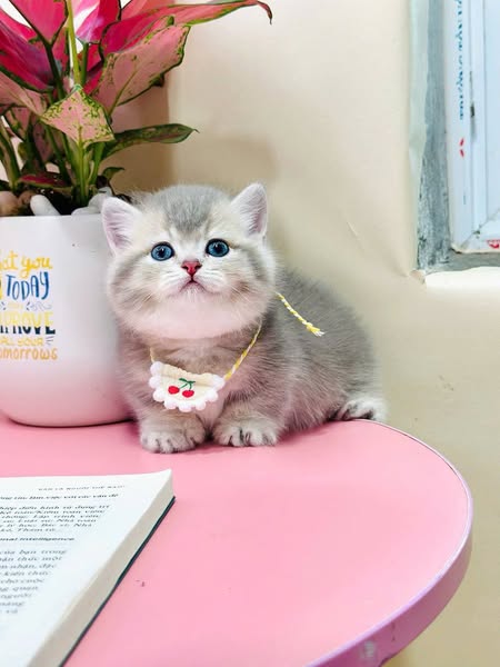 Munchkin