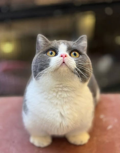 Munchkin