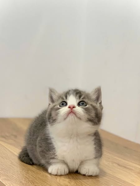 Munchkin