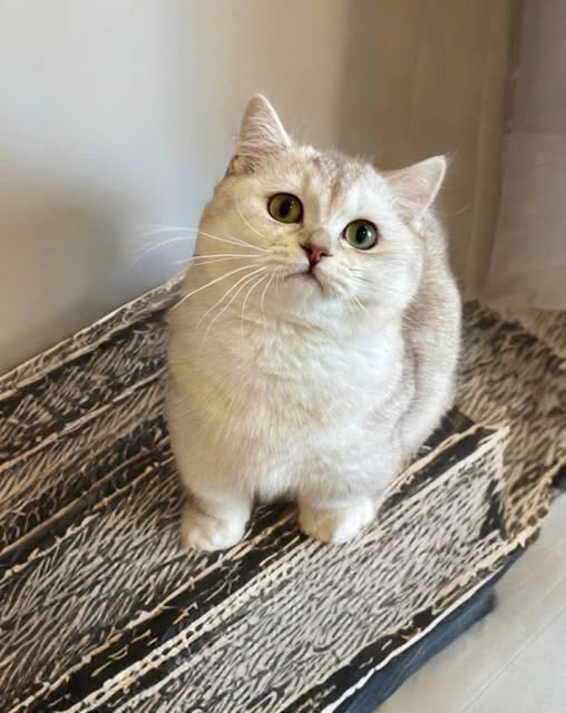 Munchkin