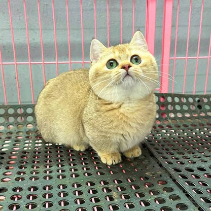 Munchkin
