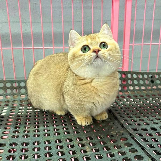 Munchkin