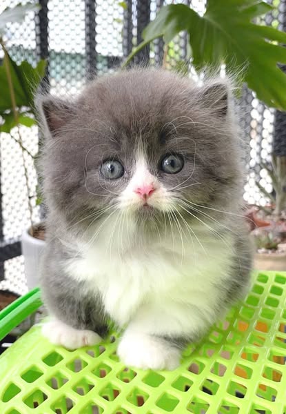 Munchkin Longhair