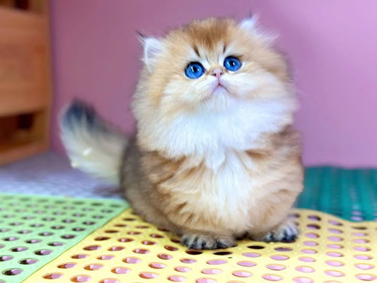 Munchkin Longhair