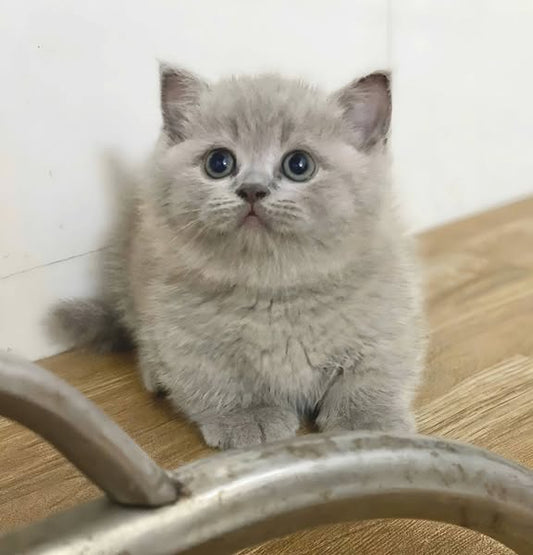 Munchkin