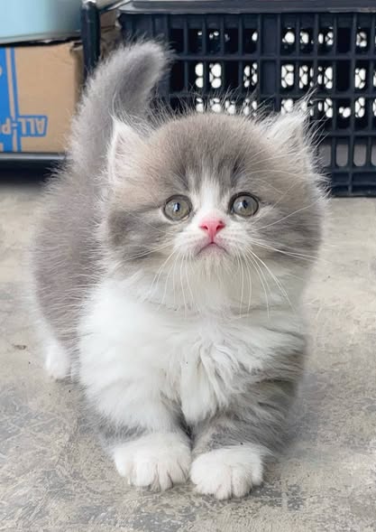 Munchkin Longhair