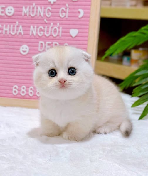 Munchkin Fold