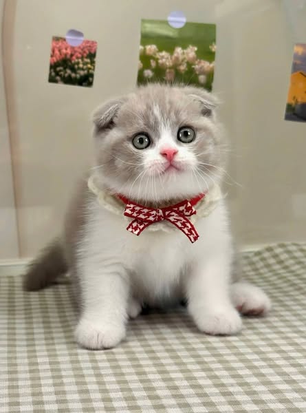 Scottish Fold