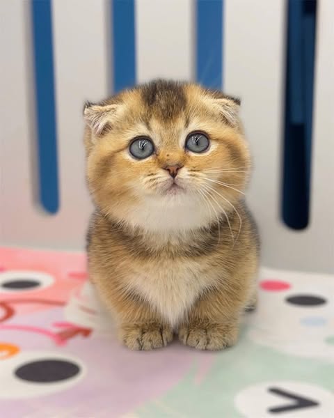 Munchkin Fold