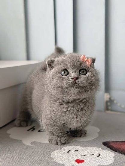 Munchkin