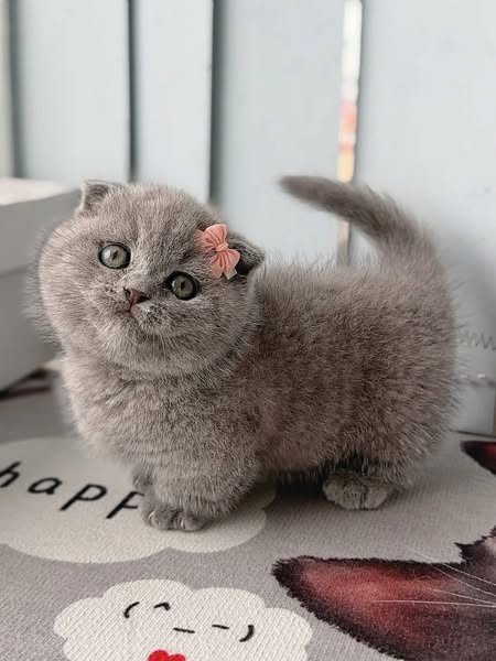 Munchkin