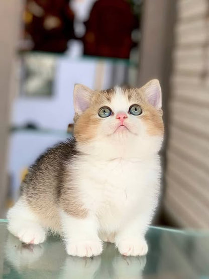 Munchkin