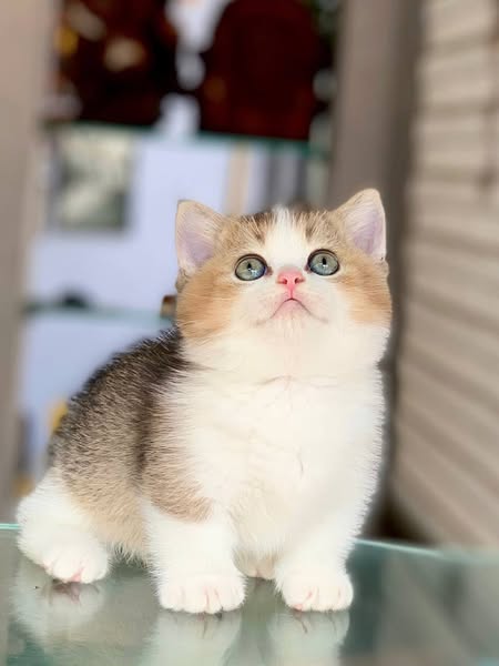 Munchkin