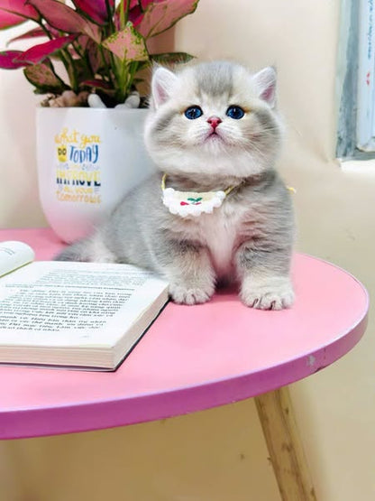 Munchkin