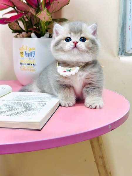 Munchkin