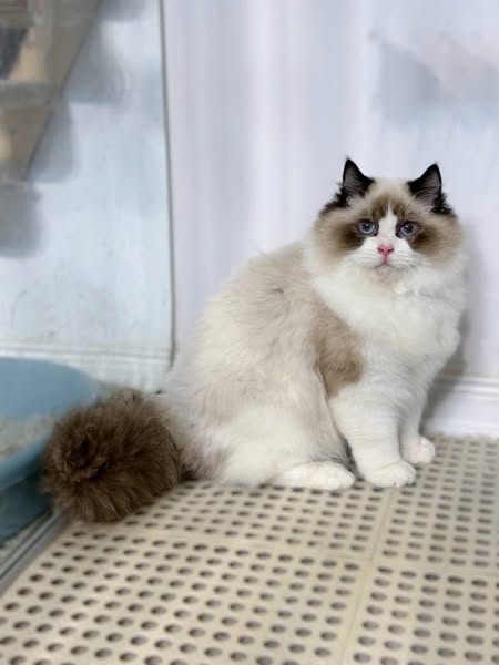 Ragdoll