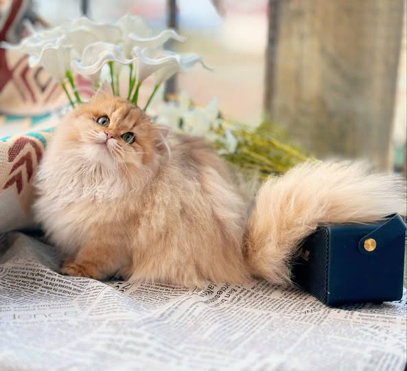 Munchkin Longhair